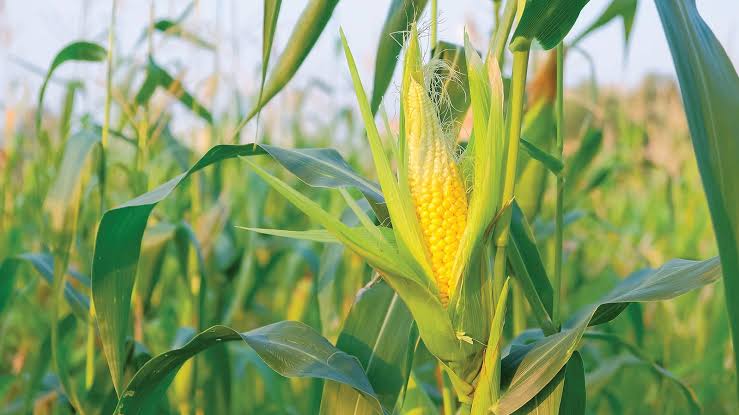 A salute to farmers growing organic sweet corn | PCC Community Markets