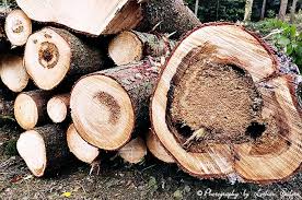 Anders als vielfach vermutet tritt der borkenkäfer nicht nur im wald auf, er kann auch ihre fichte im garten befallen. Borkenkafer Zerstoren Die Walder Besonders Den Fichtenwald