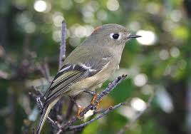 October Bird Of The Month North Carolina Mountain Birds The Ruby Crowned Kinglet Migrates To The Mountains In October And Sticks Around Through Wild Birds Unlimited Wild Birds Animals