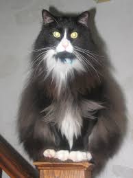 We did not find results for: Gray Tuxedo Cat Long Hair Novocom Top