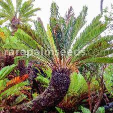 Image result for Cycnium filicalyx