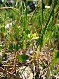 Image result for Trifolium campestre