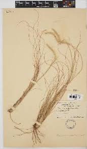 Image result for Elionurus muticus