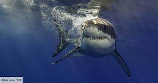 Le monde est plein de belles créatures, de la végétation luxuriante aux animaux enchanteurs, certains d'entre eux étant dans ce contexte, nous vous proposons un classement des 10 animaux les plus dangereux au monde. Quels Sont Les Requins Les Plus Dangereux Du Monde Geo Fr