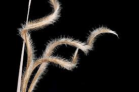 Image result for Ctenium