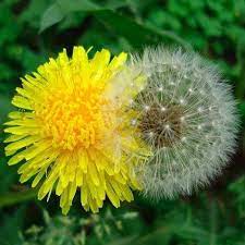 Anne Ortelee Astrologer Dandelion Flower Dandelion Flowers