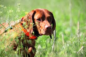 Check spelling or type a new query. Texas Gulf Coast Vizsla Club