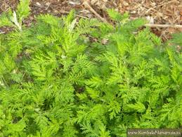 Image result for Artemisia afra