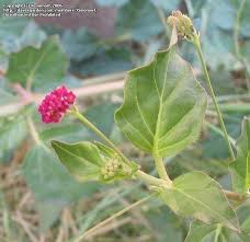 Image result for Boerhavia coccinea