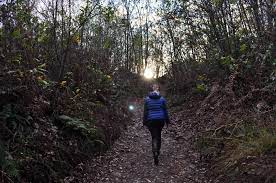 Kostenlose foto : Wald, Wildnis, Gehen, Wandern, Weg, Abenteuer, Erholung,  gehen, Dschungel, Boden, blond, Grat, Meditation, Sport, Regenwald,  Lebensraum, natürlichen Umgebung 3216x2136 - - 973565 - Kostenlose bilder -  PxHere