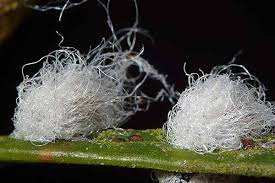 Image result for Humularia submarginalis