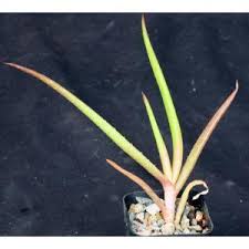 Image result for Aloe decurva