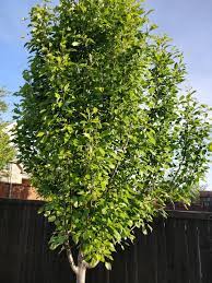 Be aware that pears can take from a few years or more to begin flowering and bear fruit. Non Bearing Pear Tree Bbc Gardeners World Magazine