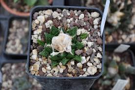 Rated 5 de 5 por anac de tierra especial para cactus compré esta tierra especial para transplantar un cactus de navidad que he adquirido estas navidades y venía rated 5 de 5 por vilore de certeza especialmente indicado para cactus. Como Elegir La Tierra Para Cactus Ciber Cactus