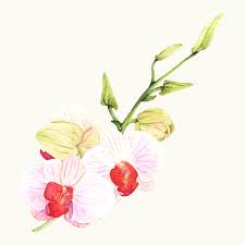 Hand Drawn Orchid Flower Isolated Free Image By Rawpixel Com Aum Flower Illustration Floral Watercolor How To Draw Hands