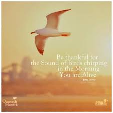 Birds Chirping In The Morning Quotes Pin By Elisha Emmanuel On Alive Enjoy Sounds Of Birds Mantras Thankful