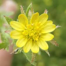 Image result for Osteospermum muricatum