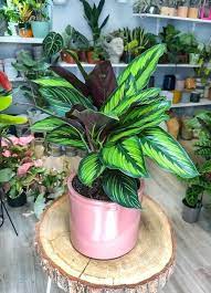 Calathea Beauty Star Plant Decor House Plants Calathea