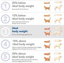 Understanding Obesity In Your Dog Ideal Body Weight Chart