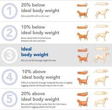 understanding obesity in your dog ideal body weight chart