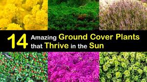 It prefers its soil to be kept evenly moist but tolerates dry soil. 14 Amazing Ground Cover Plants That Thrive In The Sun