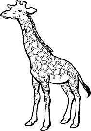 Rothschild giraffe coloring page from giraffes category. Free Printable Giraffe Coloring Pages For Kids Giraffe Coloring Pages Giraffe Drawing Giraffe Colors