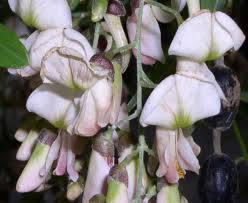 Image result for Fabaceae subfamily Papilionoideae