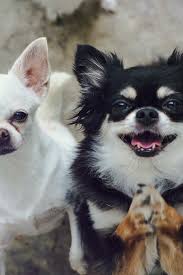 Chihuahuas Of Two Adorable White Short Hair And Black Tan Cream Long Hair Chihuahua Cute Chihuahua Chihuahua Lover Chihuahua