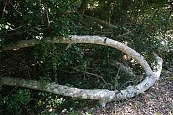 Image result for Burttdavya