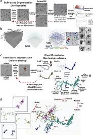 Labelled diagram of animal cell under electron microscope. Genetically Targeted 3d Visualisation Of Drosophila Neurons Under Electron Microscopy And X Ray Microscopy Using Minisog Scientific Reports