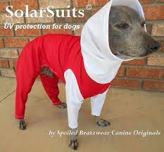 The Original Custom Made Uv Protection Sun Suits For By Hatz4brats 55 00 Dog Suit Hairless Dog Dogs