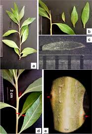 Image result for Conocarpus erectus