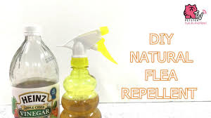 Natural flea killers for cats are flea shampoos, flea combs, apple cider vinegar, and lemon juice although cbd oil isn't considered a natural flea killer for dogs, it can prove to be very useful for. Diy Flea Repellent With Apple Cider Vinegar Youtube