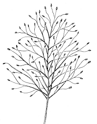 Image result for Digitaria compressa