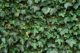 Check spelling or type a new query. Will Ivy Harm My Trees Should I Remove Ivy Organic Plant Care Llc Organic Lawn Plant Health Service In Hunterdon Morris Somerset Union Counties Nj And Bucks County Pa