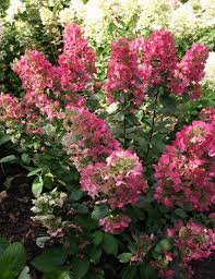 Image result for Gaertnera paniculata