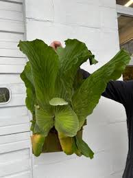 Image result for Platycerium elephantotis