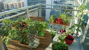 My First Balcony Garden Balcony Is West Facing In Downtown Chicago On The River Growing To Growing Tomatoes Growing Tomato Plants Growing Tomatoes From Seed