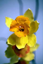 Gumpaste Daffodil Edible Art Sugar Flowers Clay Flowers