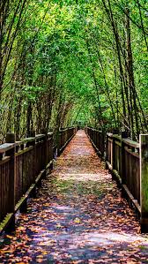 4.83984, 100.63498) is the largest mangrove forest reserve in malaysia. Along The Boardwalk Heading Into The Mangrove Forest Nature Park Kuala Selanger Malaysia Source Flickr Com Tumblr Zeichnungen Zeichnungen Tumblr