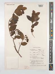 Image result for Psorospermum baumii