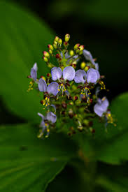 Image result for Aneilema zebrinum