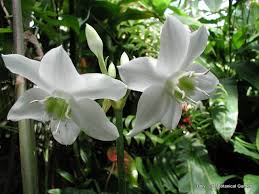 Enchanting flowers are very fragrant. Eucharis Pacific Bulb Society