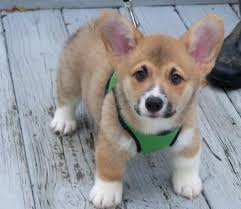 Jump to search for a corgi puppy or dog browse corgi puppies and dogs in nearby cities they may not be corgi puppies, but these cuties are available for adoption in denver, colorado. Pembroke Welsh Corgi Puppies For Sale For Sale In Visalia California Classified Americanlisted Com