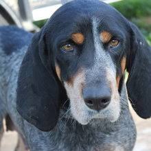 Puppyfind Bluetick Coonhound Puppies For Sale