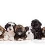 Lhasapoo for sale from marketplace.akc.org