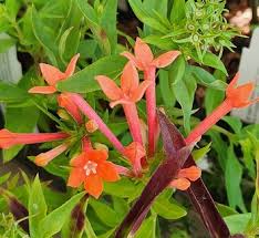 Image result for Bouvardia longiflora