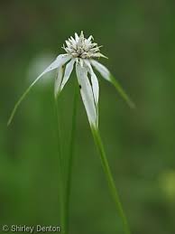 Image result for Rhynchospora rugosa