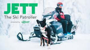 Some dogs find rope harnesses more comfortable, and some owner simply prefer the way they look. How To Train Your Dog To Pull A Sled The Dog People By Rover Com