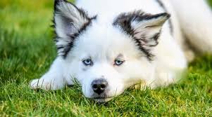 The name you choose will decide how well your pomeranian recognizes that name. Pomeranian Mixes 20 Adorable Crossbreed Pups With Pictures